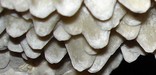 Calcite spar crystals (NPS Photo)